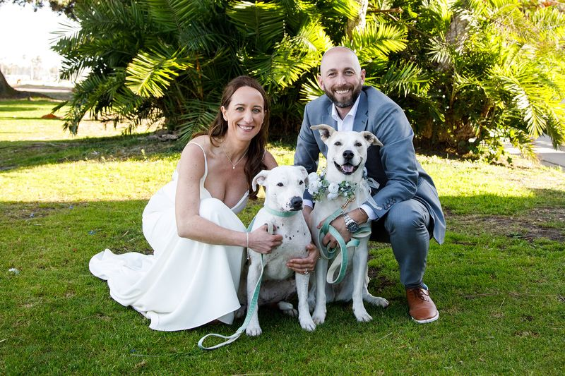 True-to-life color bride and groom smiling outdoors with two white dogs on grass by palm trees sunny