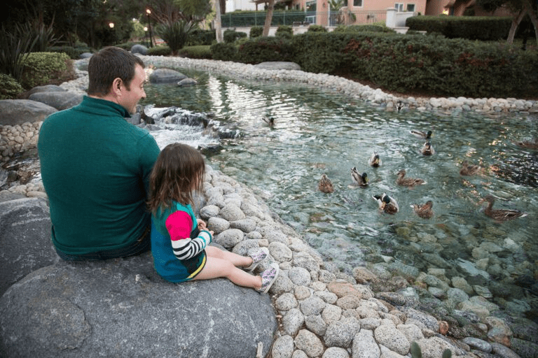 A father and young child sitting on rocks, watching ducks swim in a pond.